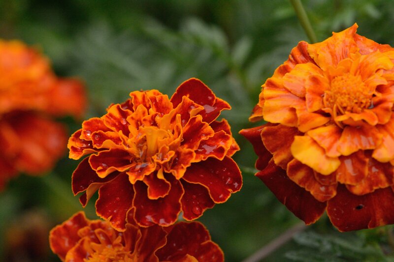 Marigold Flowers — Orange