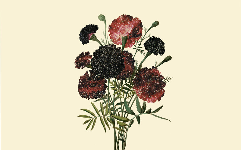 Marigold Flowers — Red