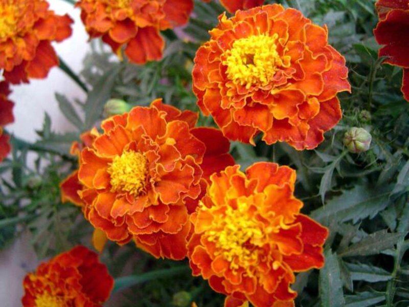 Marigold Flowers