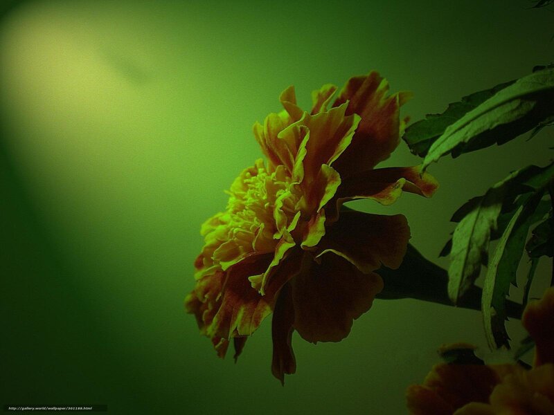 Marigold in green light