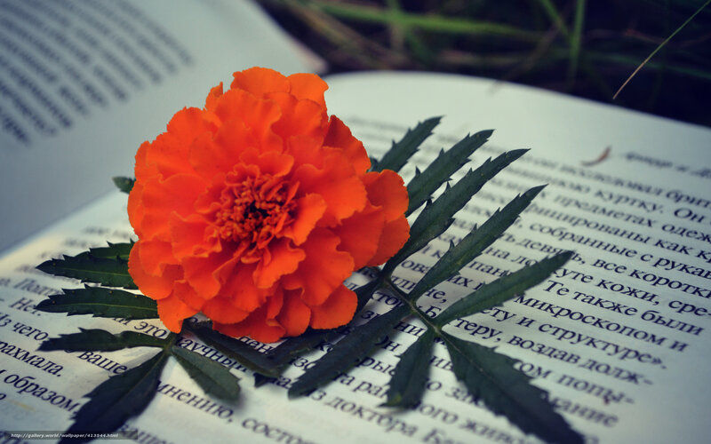Marigold on open book