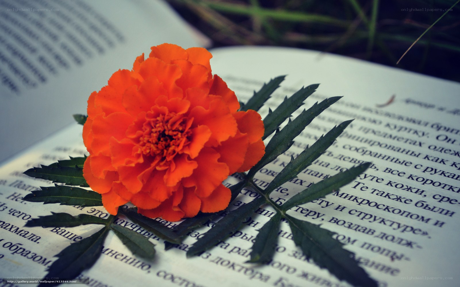 Marigold on open book