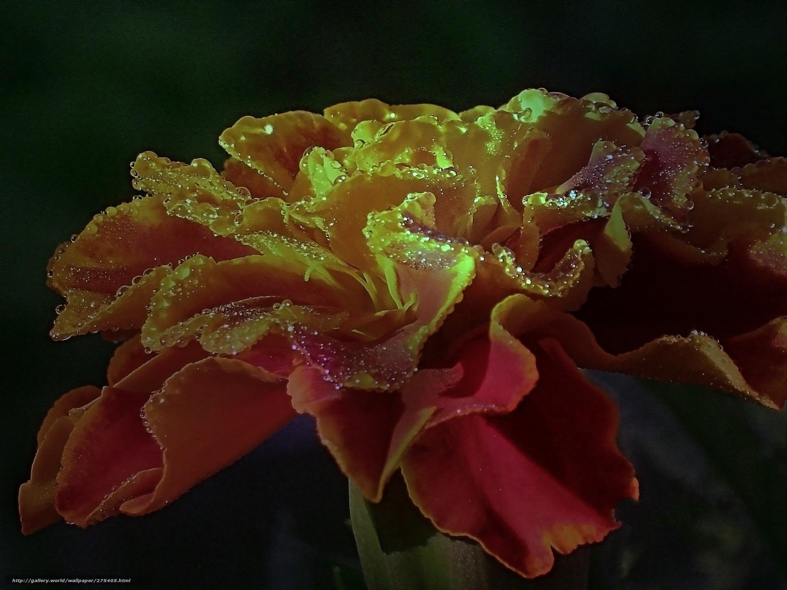 Marigold with Dew Drops