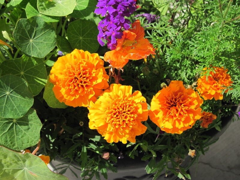 Marigolds and Purple Flowers