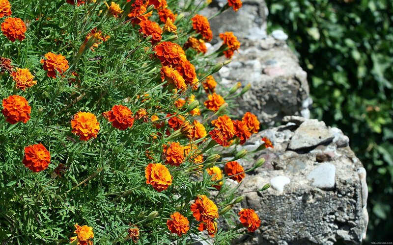 Marigolds blooming by a stone wall