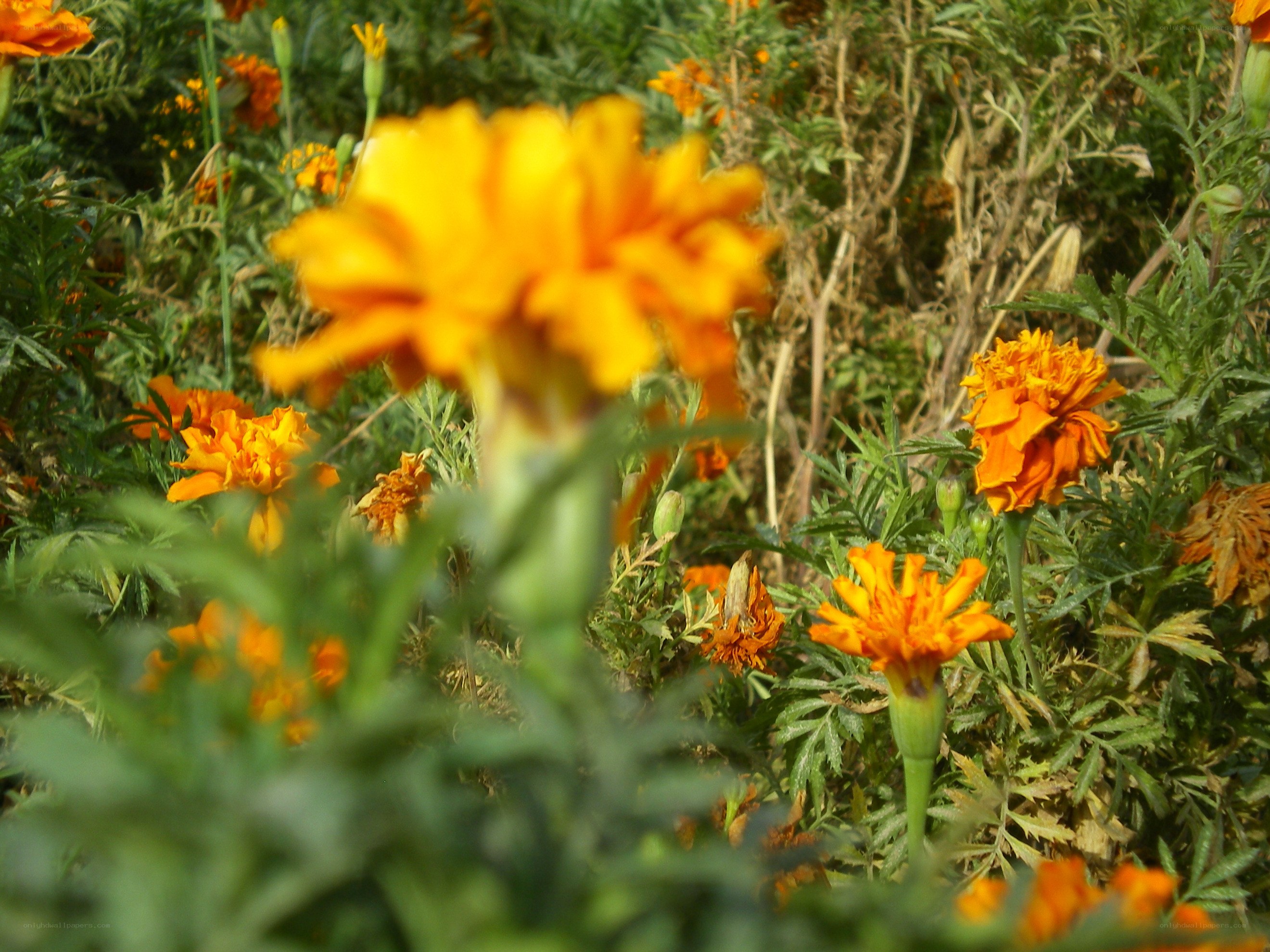 Marigolds in a garden