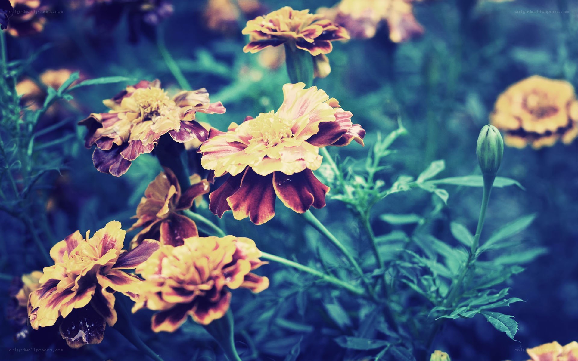 Marigolds in a garden