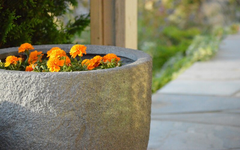 Marigolds in Stone Pot