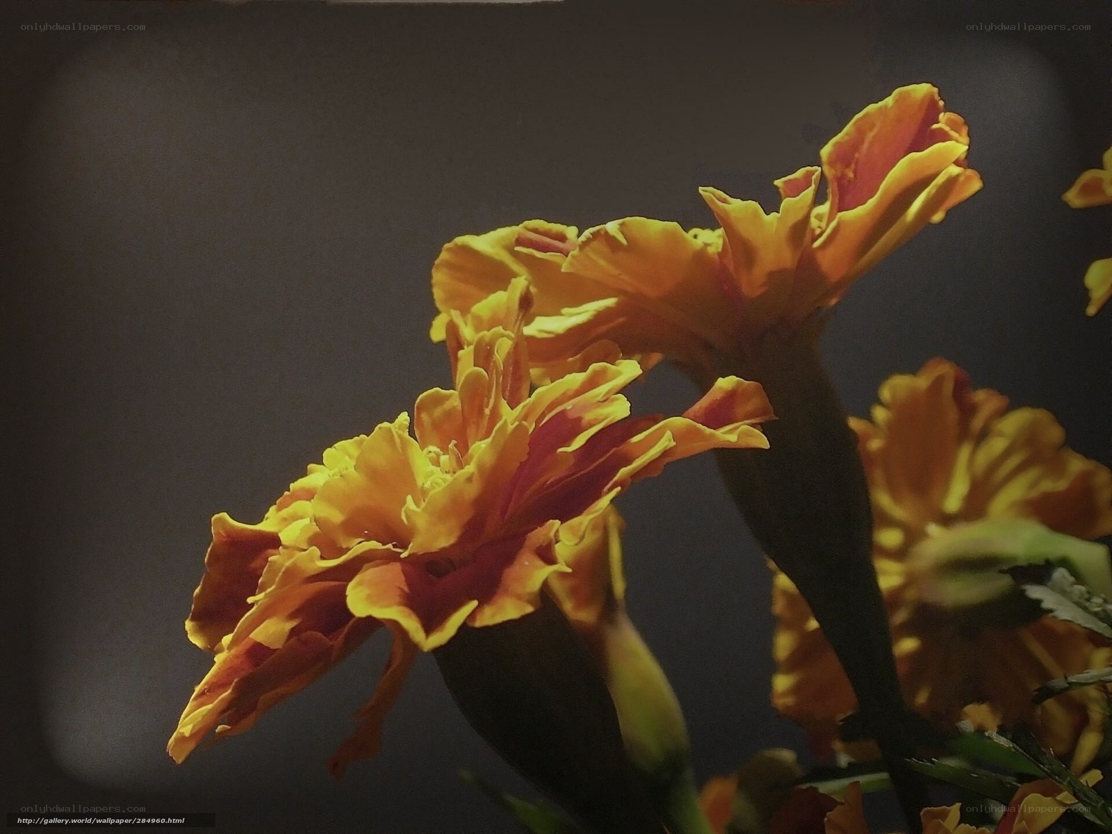 Marigolds in warm light