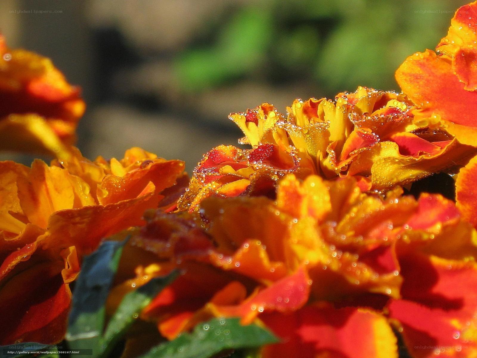 Marigolds with dew drops
