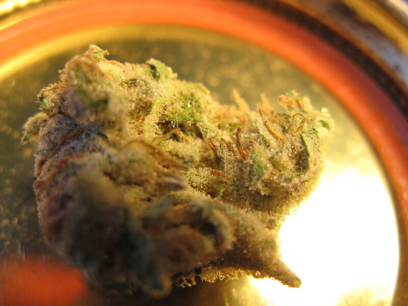 Marijuana Bud in Container