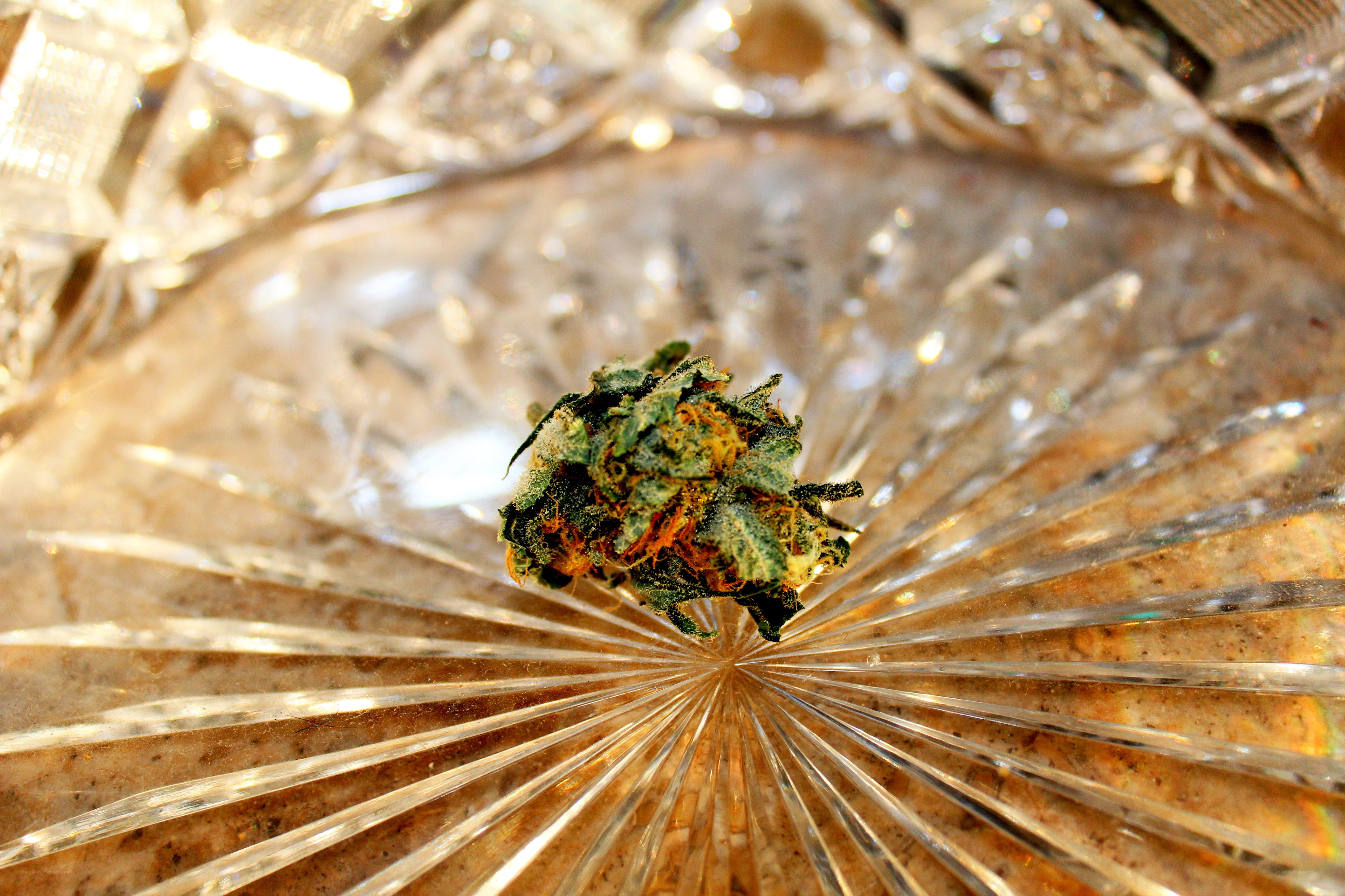 marijuana bud on crystal dish