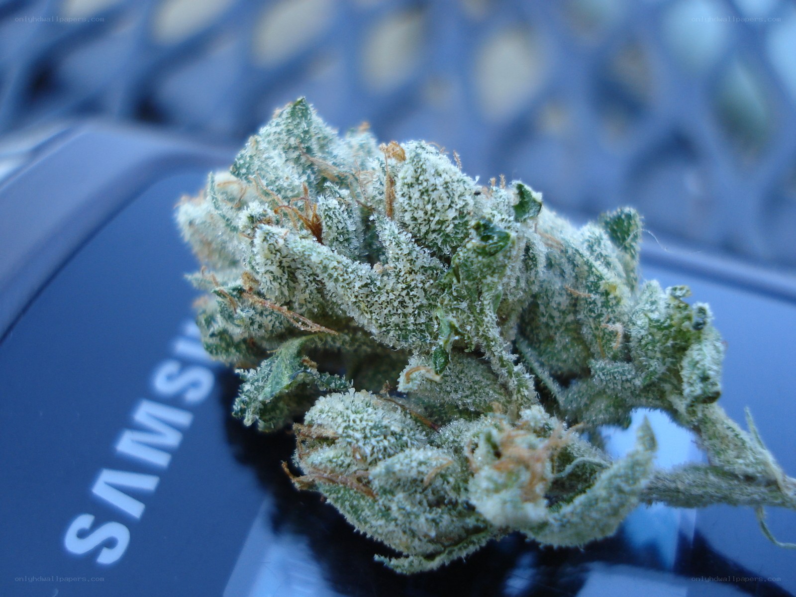 marijuana bud on phone