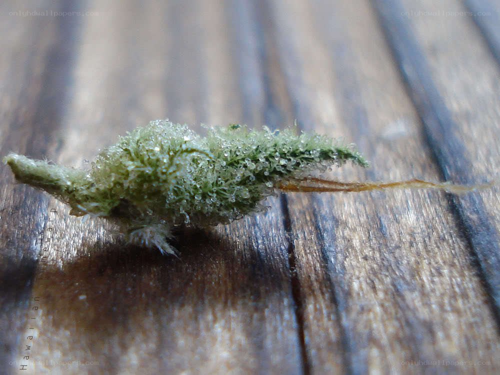 marijuana bud on wood