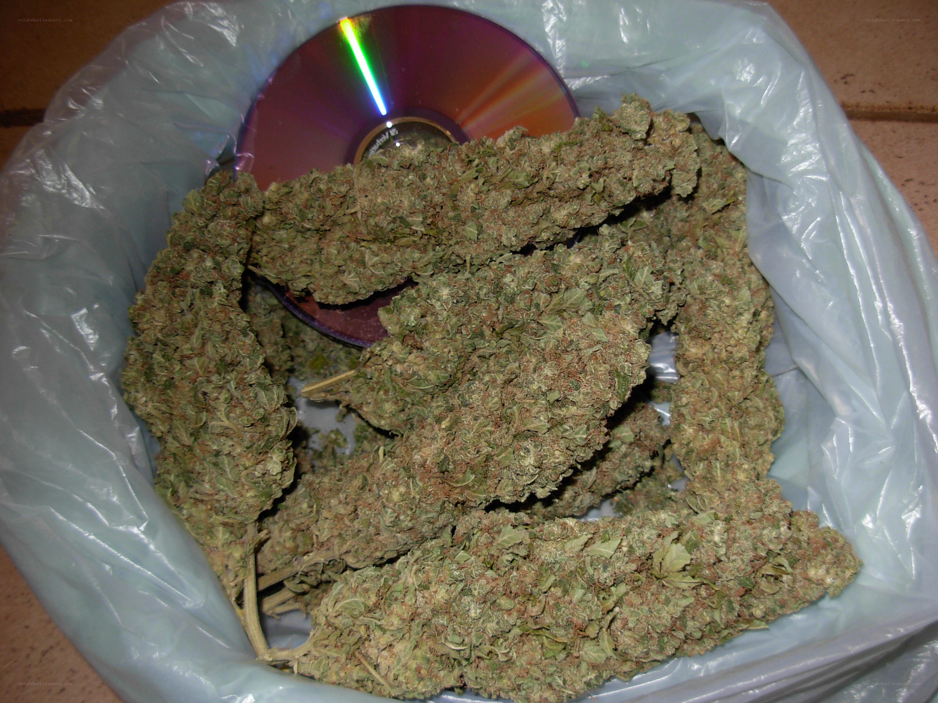 marijuana buds in a bag