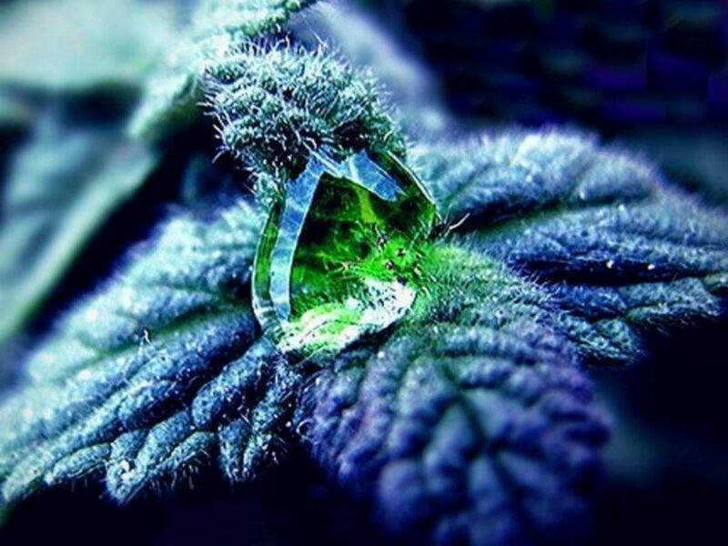 Marijuana Leaf with Droplet