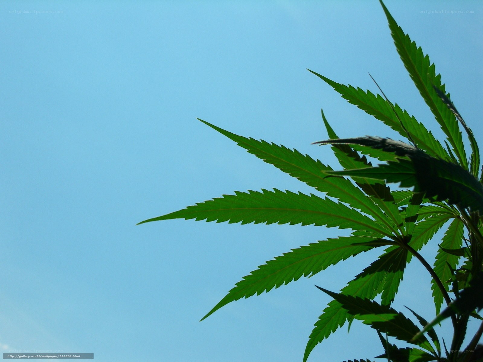 marijuana leaves against blue sky
