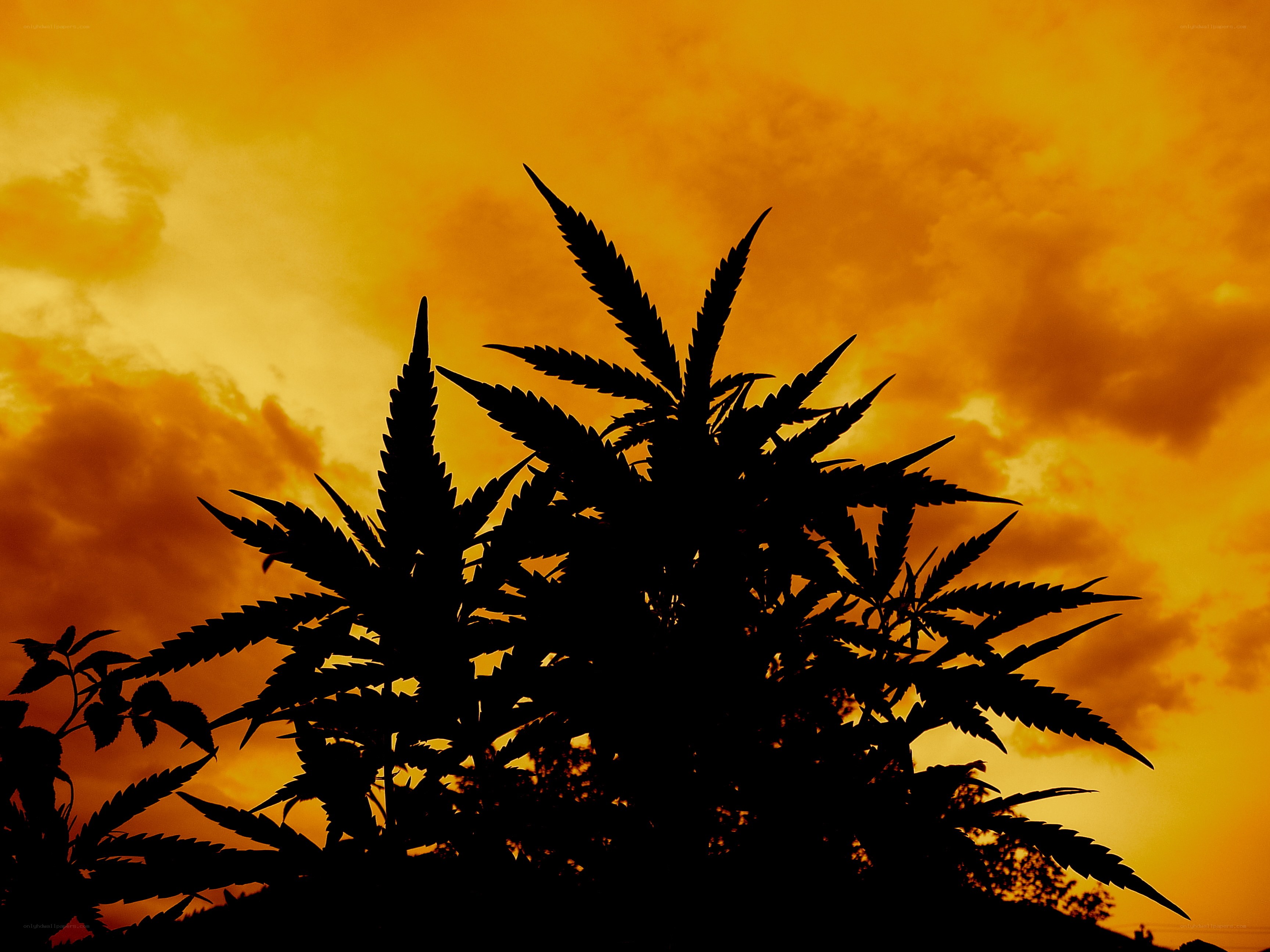 marijuana plant at sunset