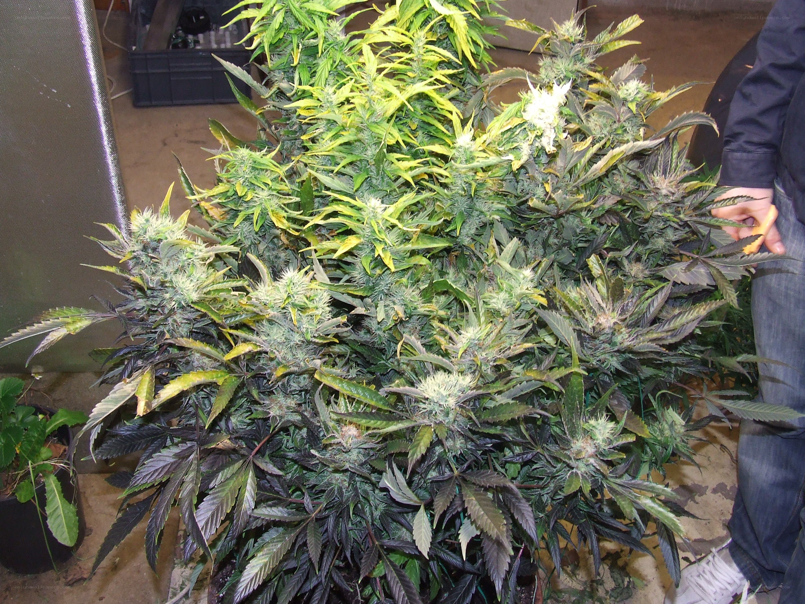 marijuana plant in bloom