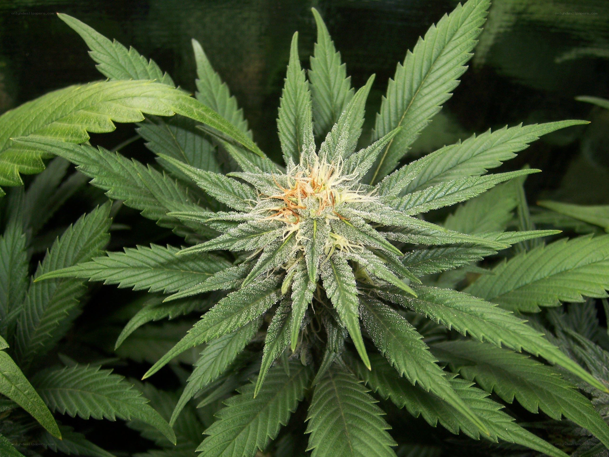 marijuana plant in bloom