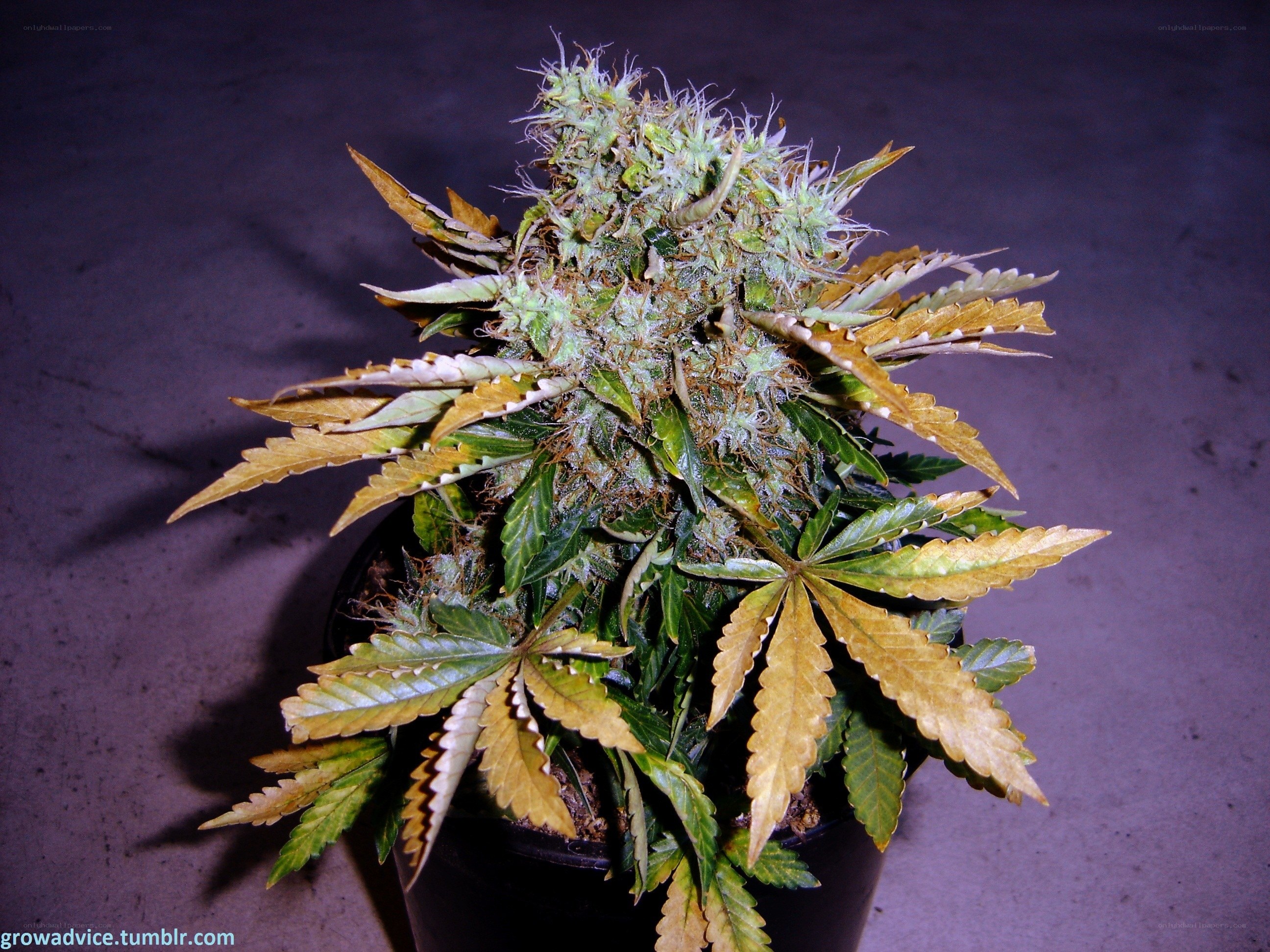 marijuana plant in bloom