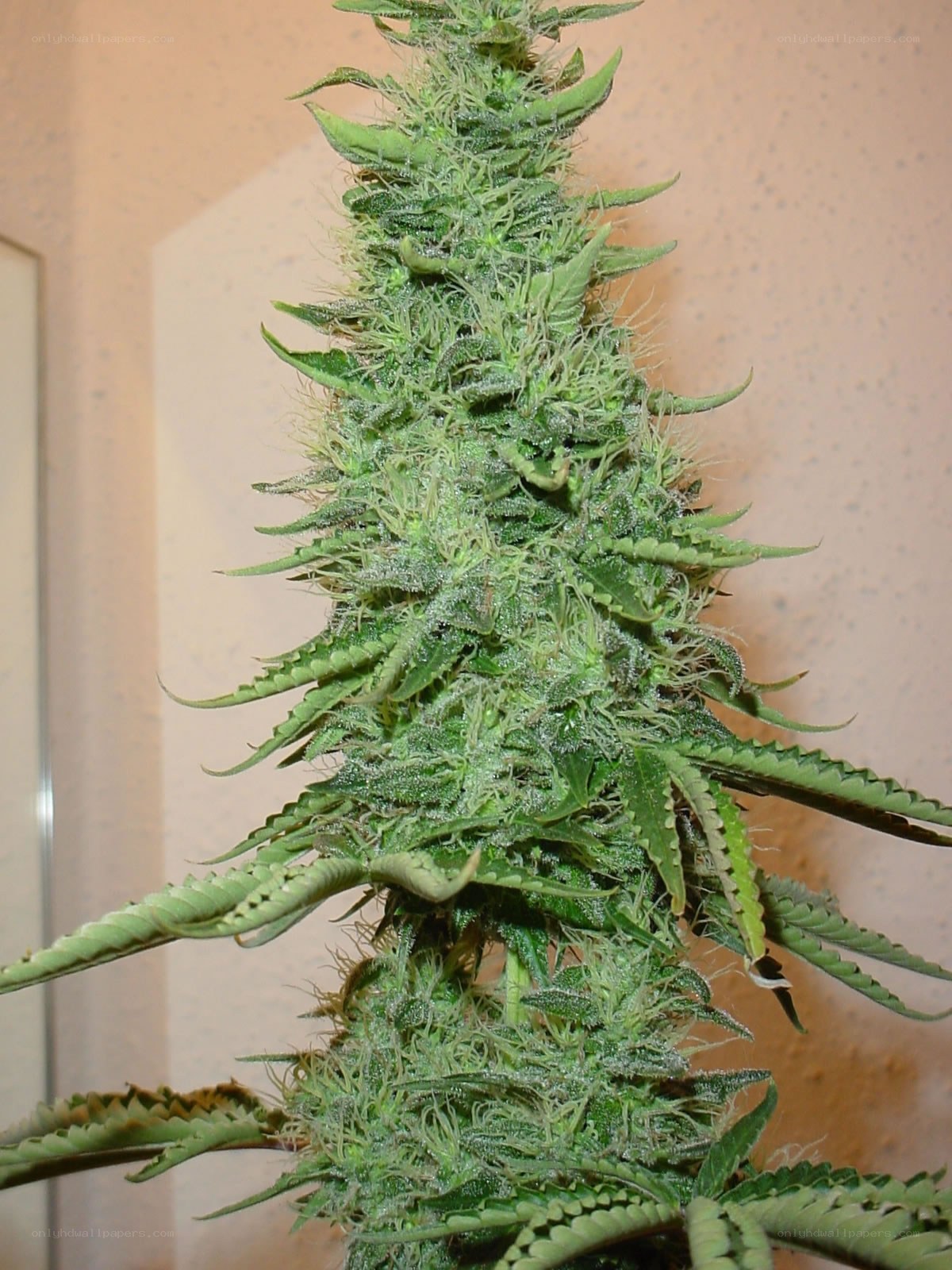 marijuana plant in bloom