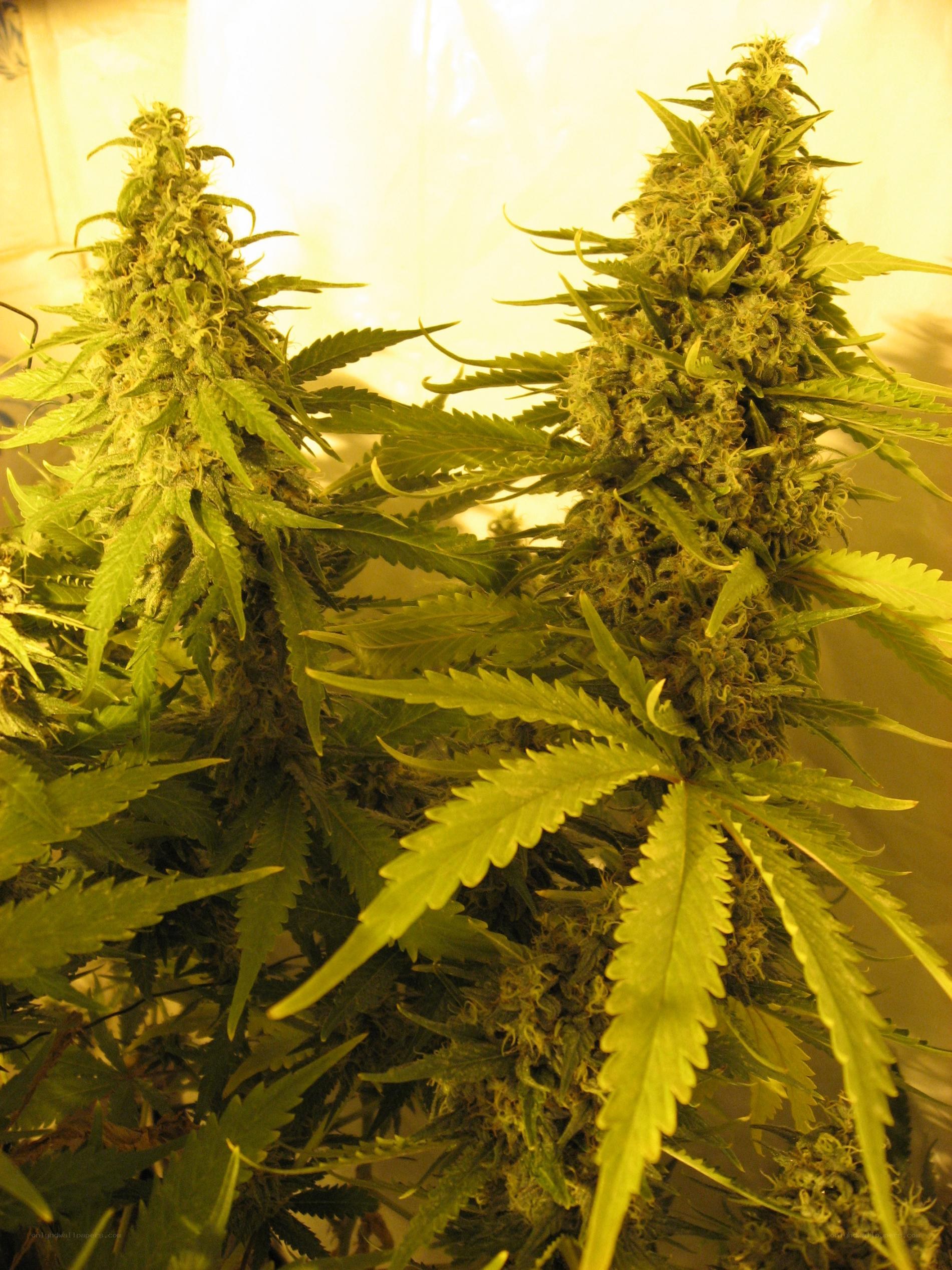 marijuana plants in bloom