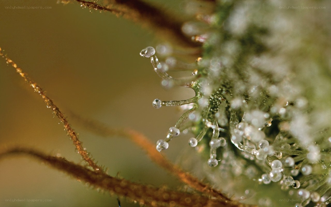 marijuana trichomes close-up
