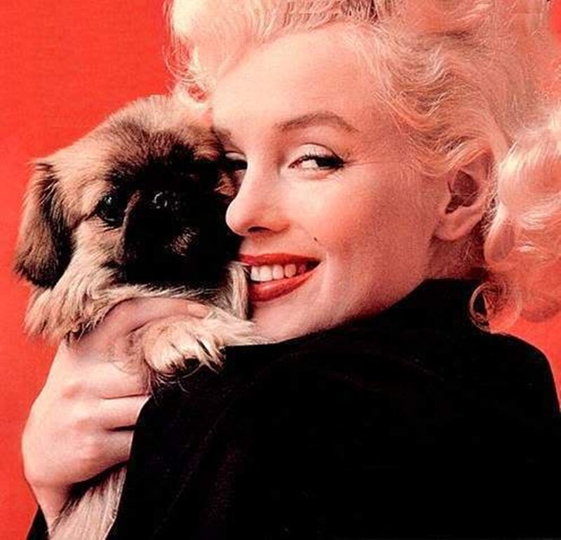 Marilyn Monroe with Dog — Red