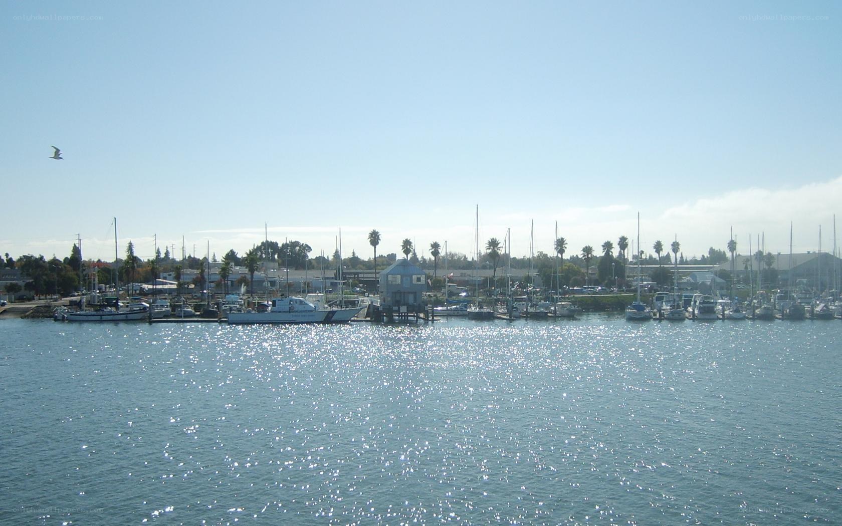 Marina with boats and palm trees
