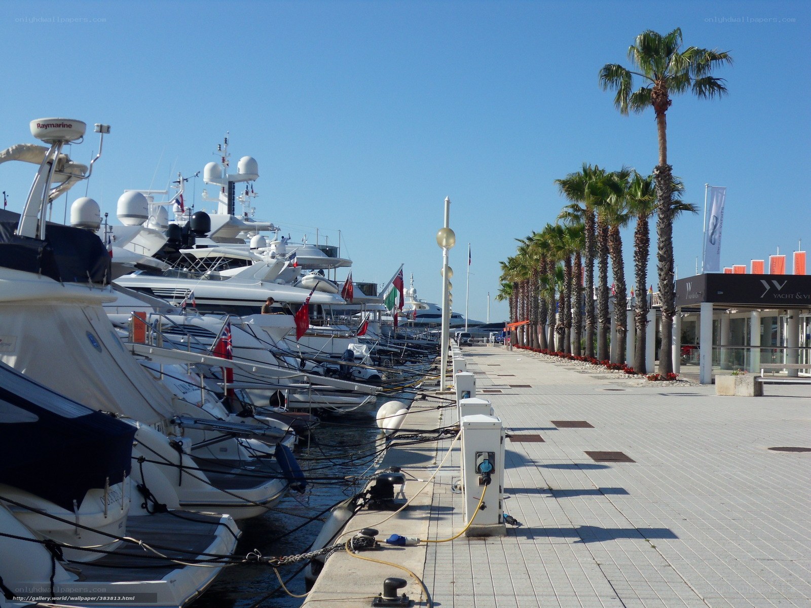 Marina with yachts and palm trees