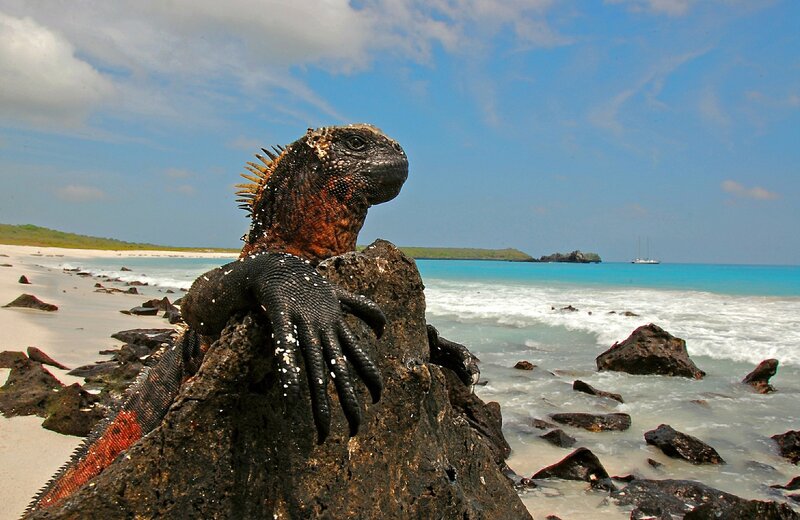 Marine Iguana on Rock — Blue, Serene