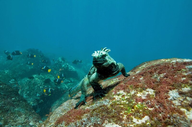 Marine Iguana on Rock — Blue