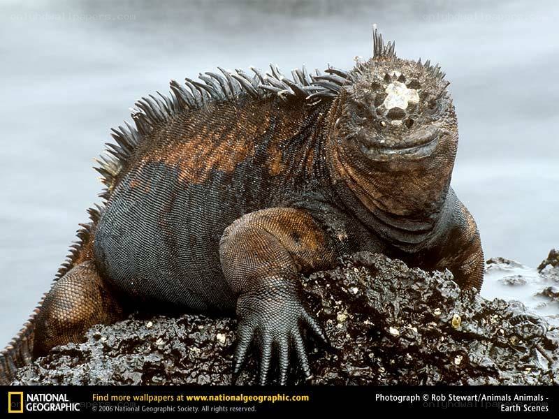 Marine iguana on rock