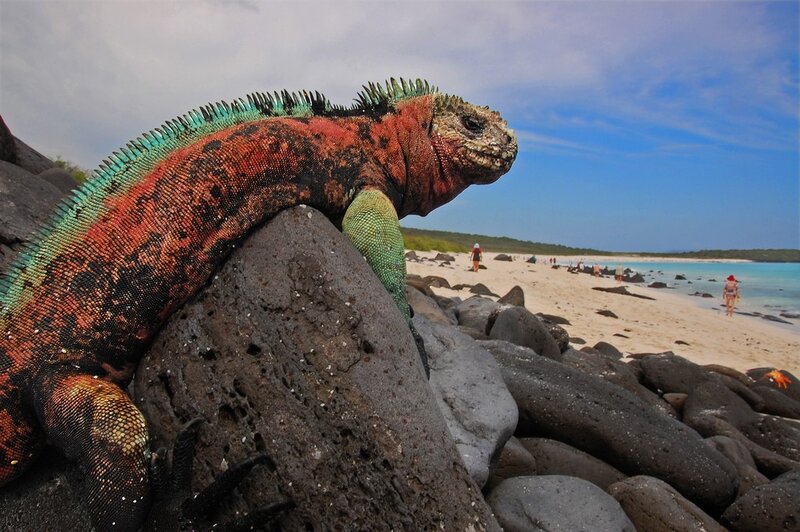 Marine Iguana on Rocks
