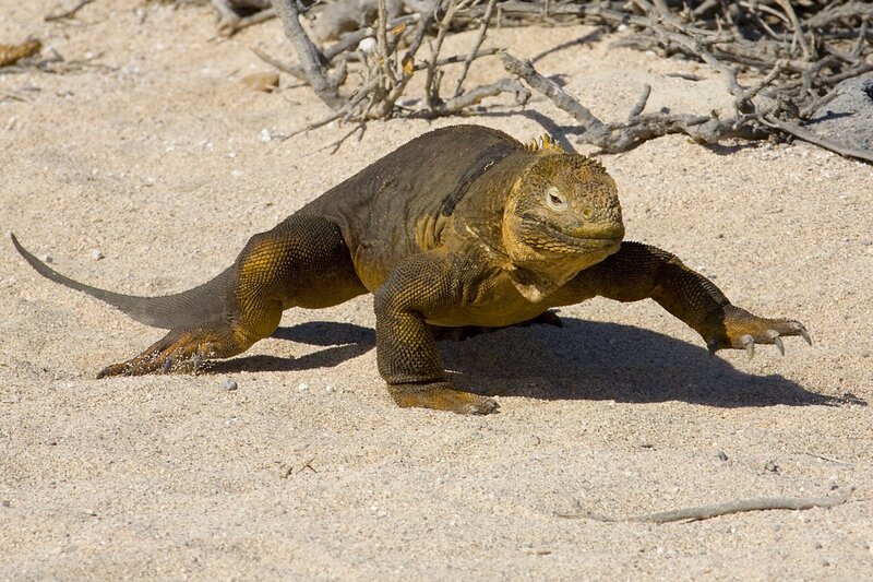 Marine Iguana on Sand — Brown