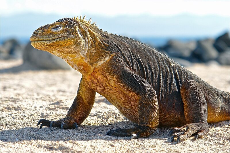 Marine Iguana on Sand