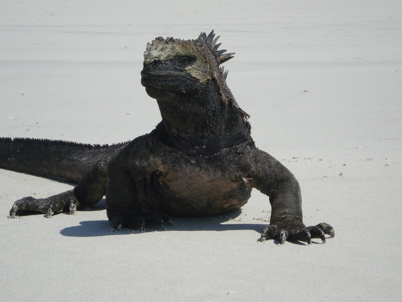 Marine iguana on sandy beach