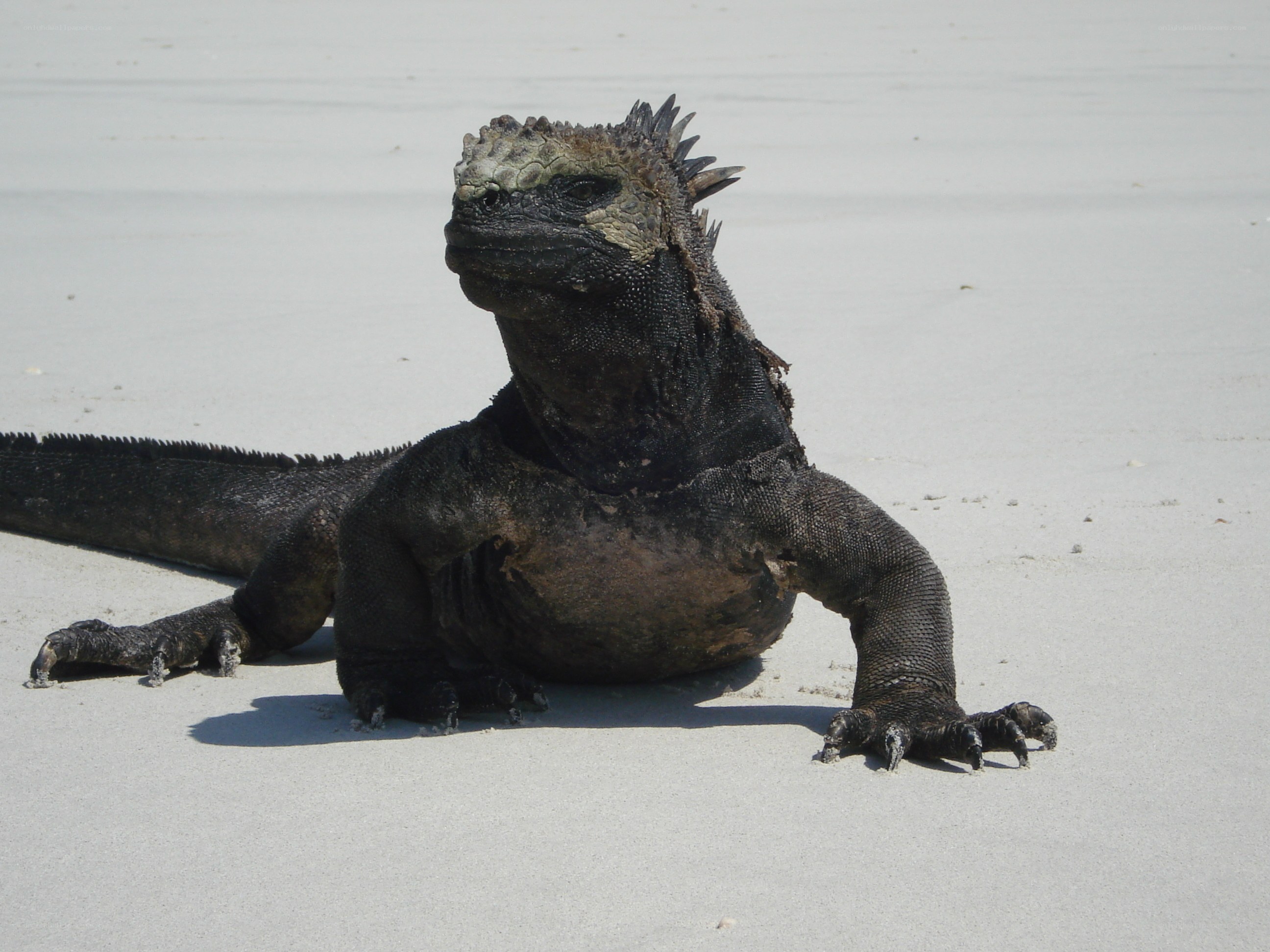 Marine iguana on sandy beach