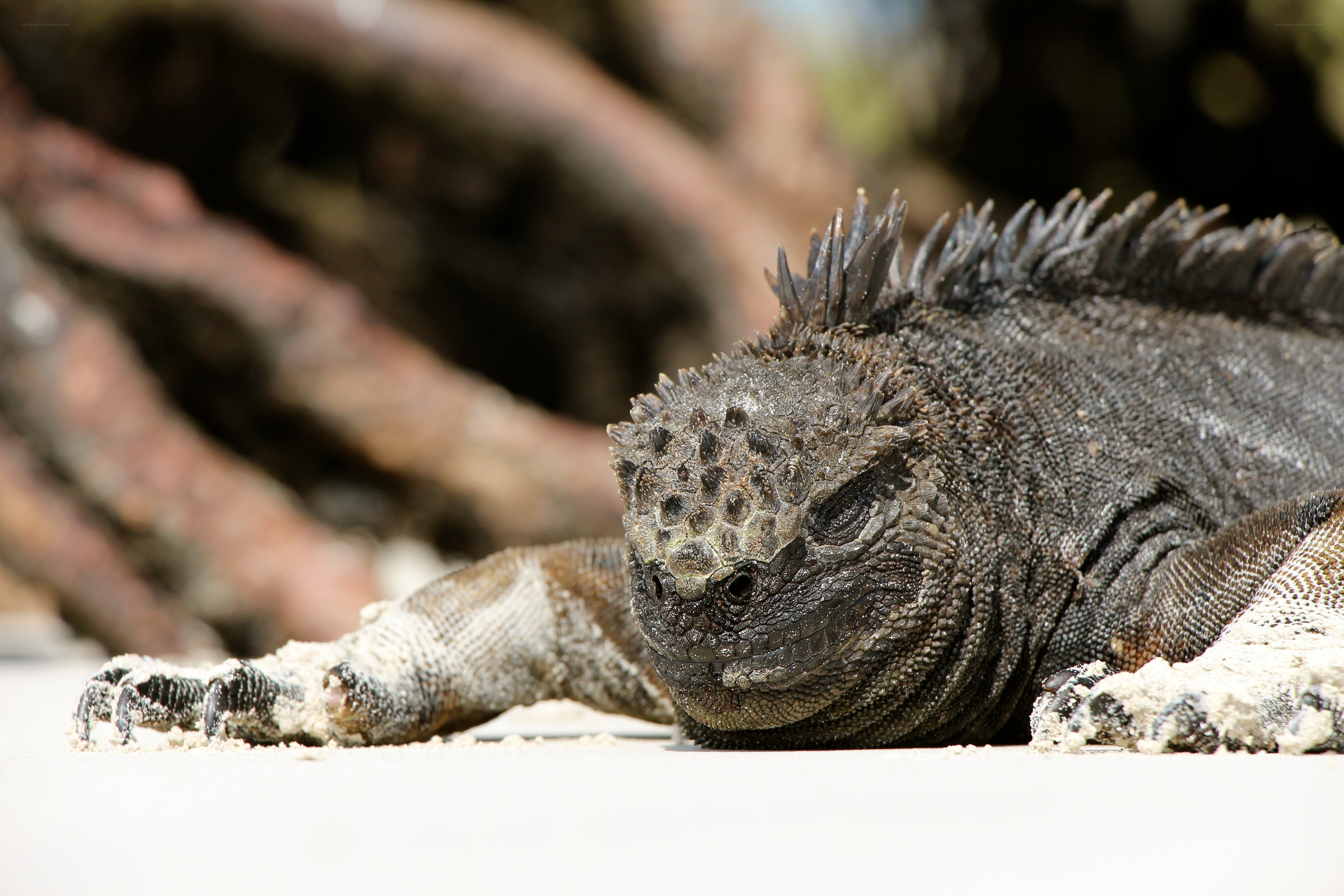 Marine iguana on sandy beach