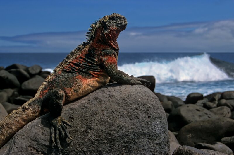 Marine iguana on volcanic rock