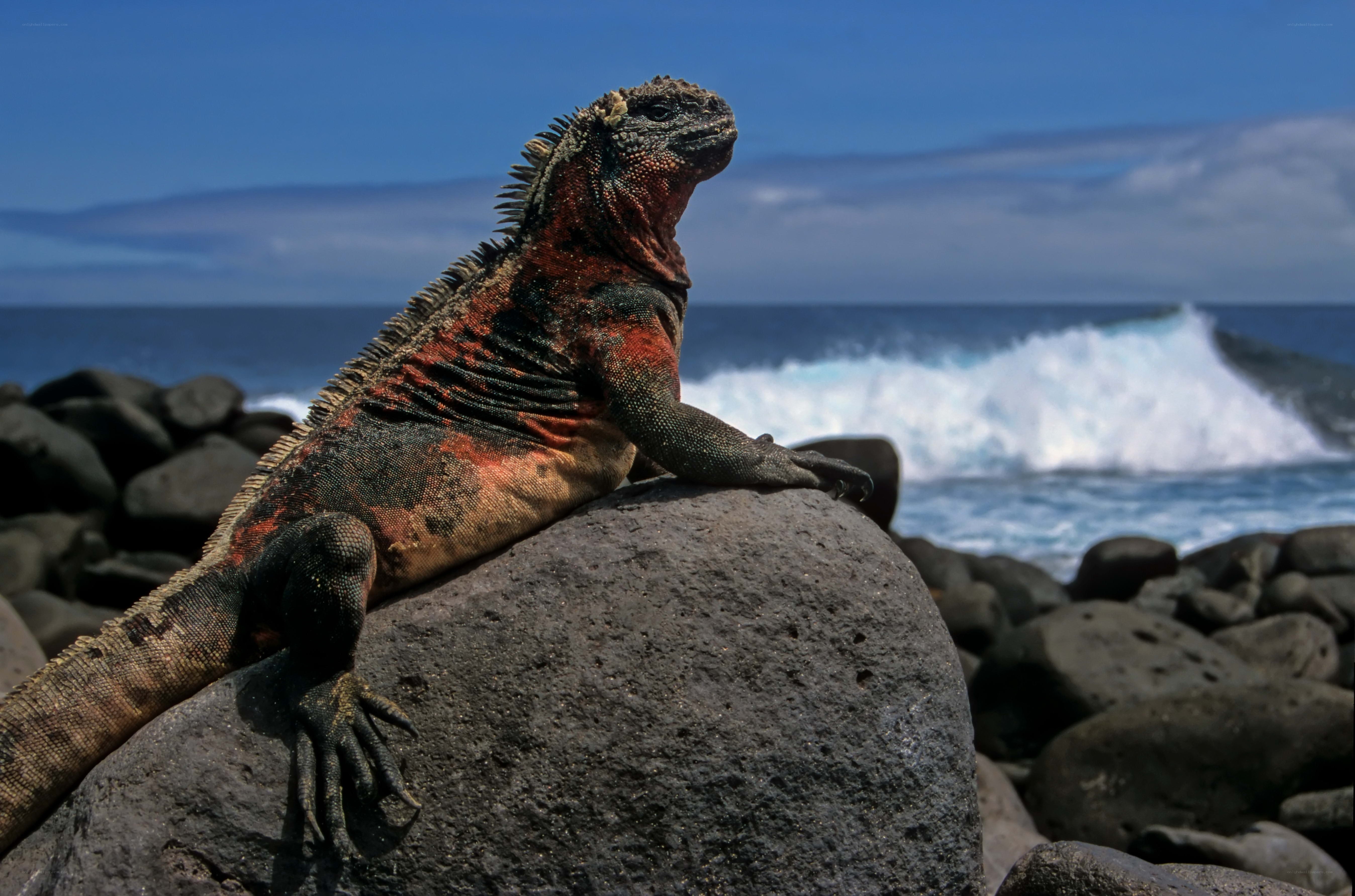 Marine iguana on volcanic rock