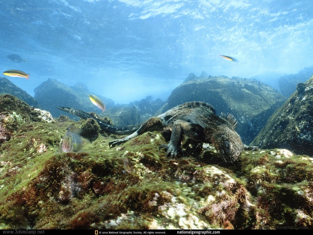 Marine iguana underwater
