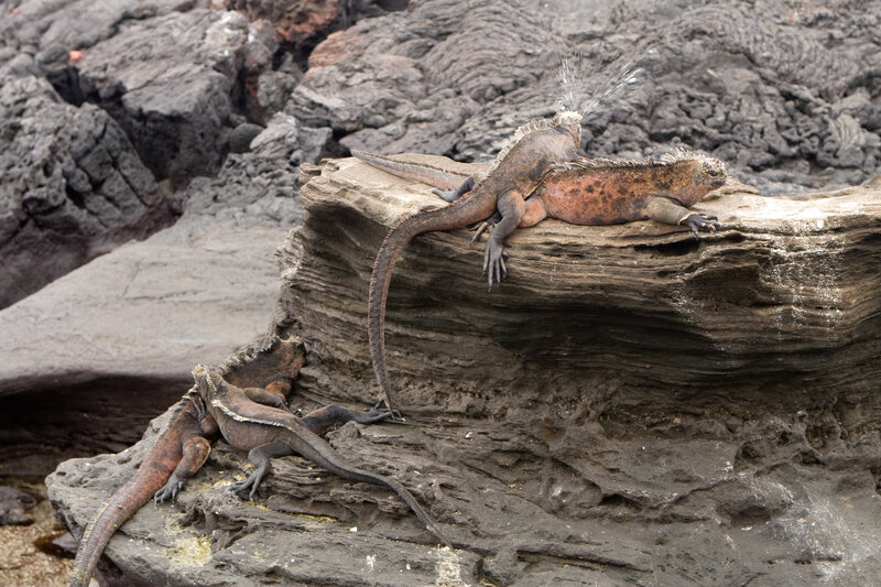 Marine iguanas on volcanic rock