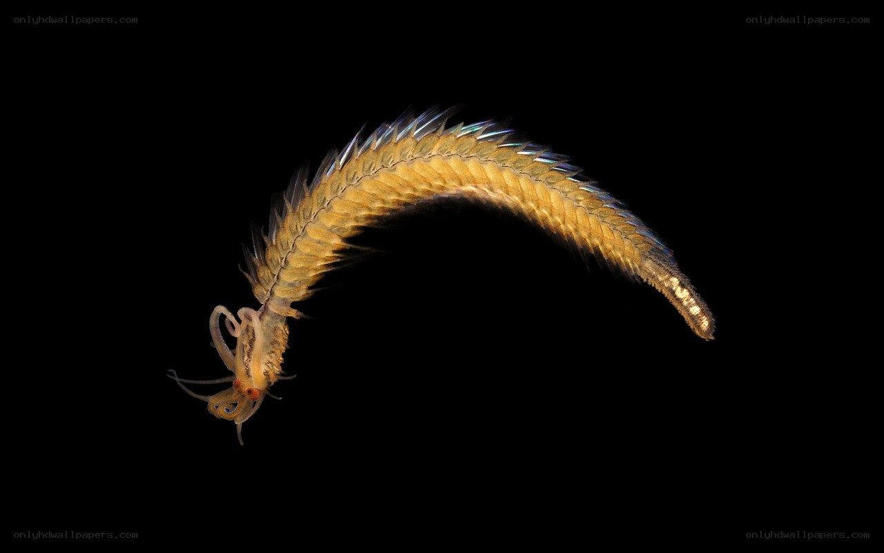Marine worm with feathery appendages