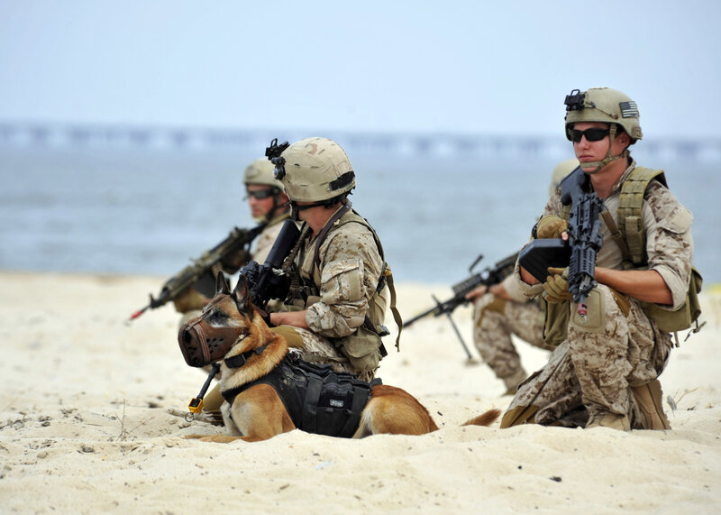 Marines with military dog on beach