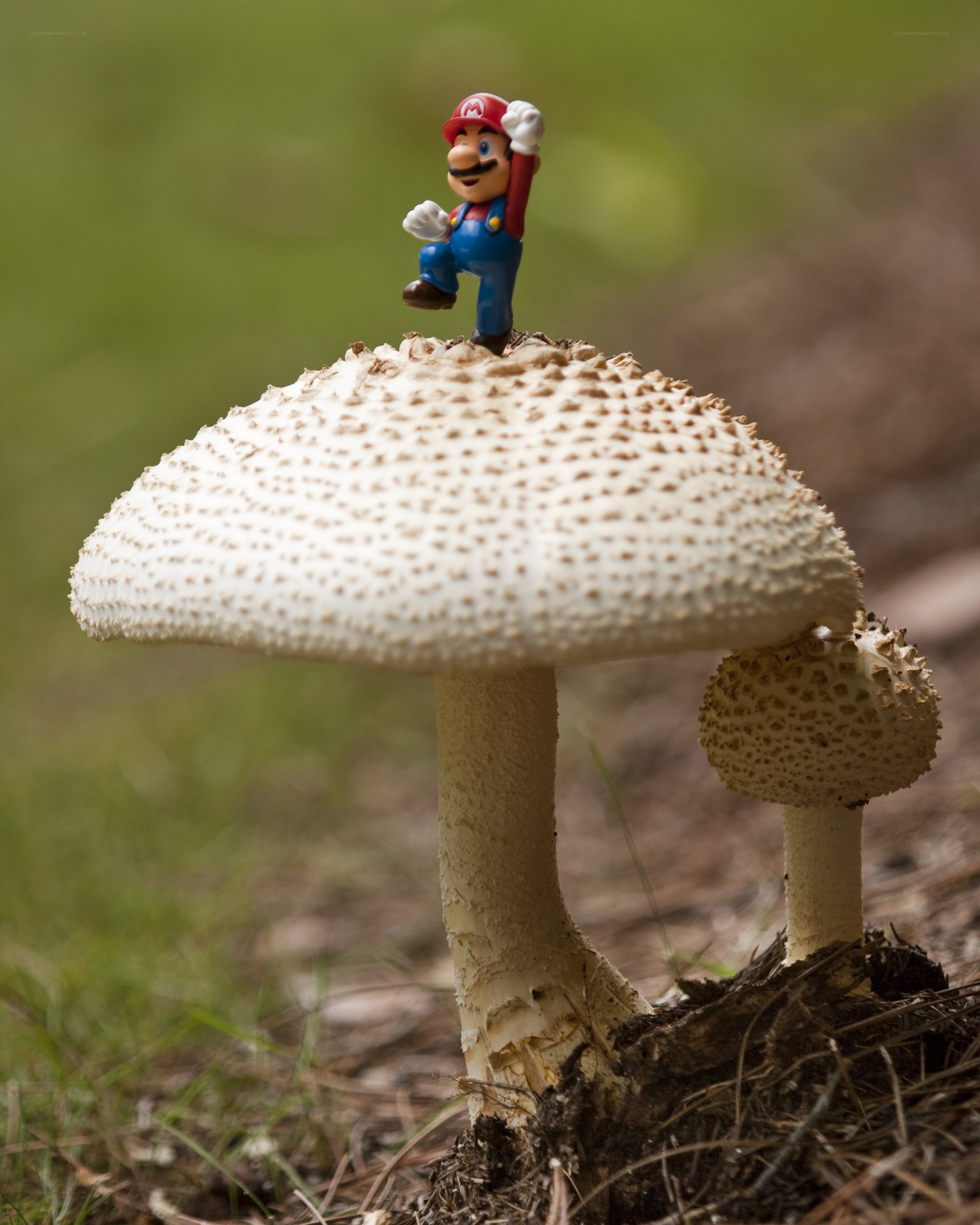 Mario on a mushroom