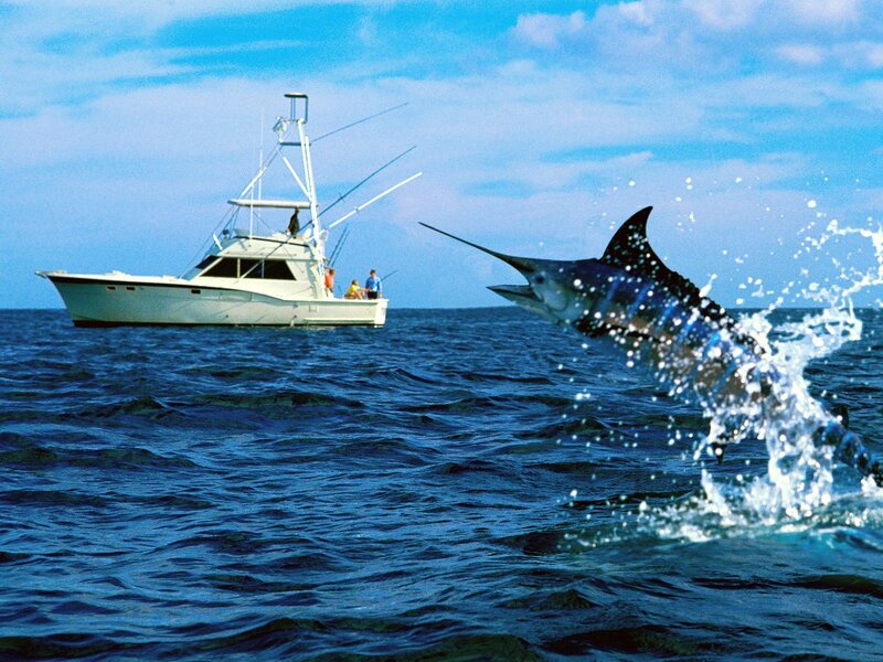 Marlin Jumping Near Boat