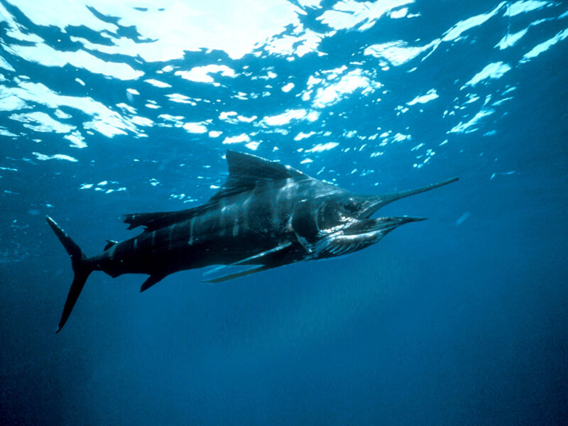 Marlin swimming underwater