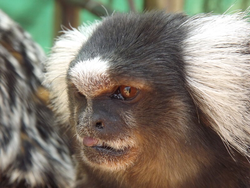 Marmoset Monkey Face